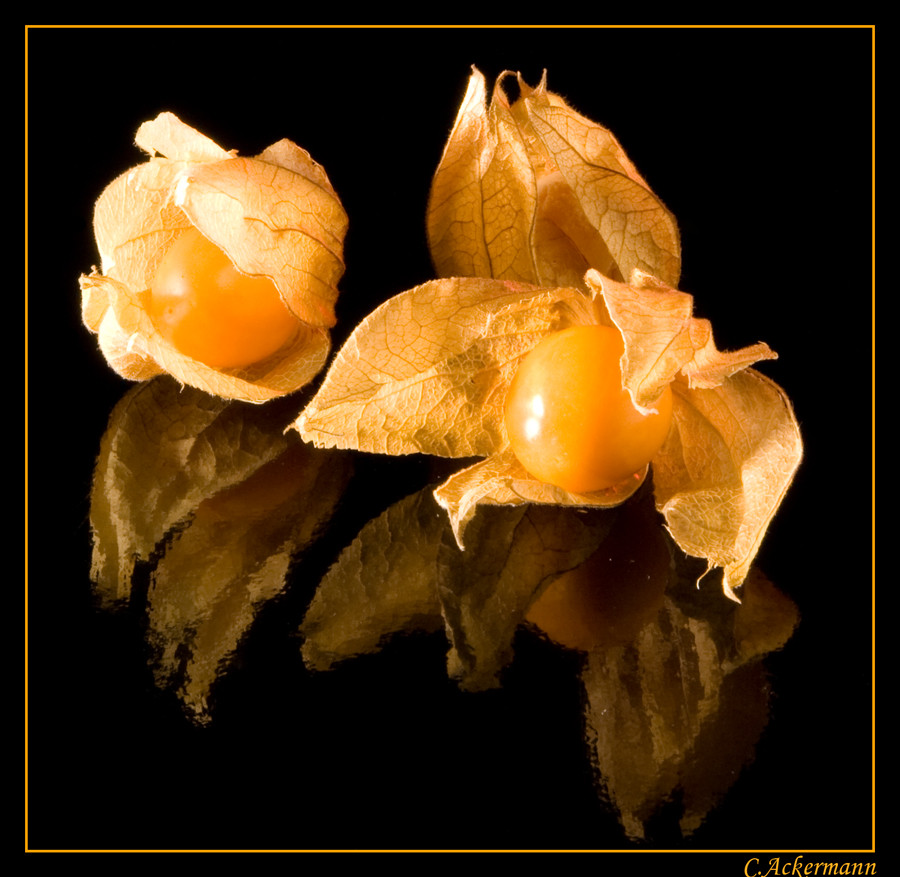 Physalis