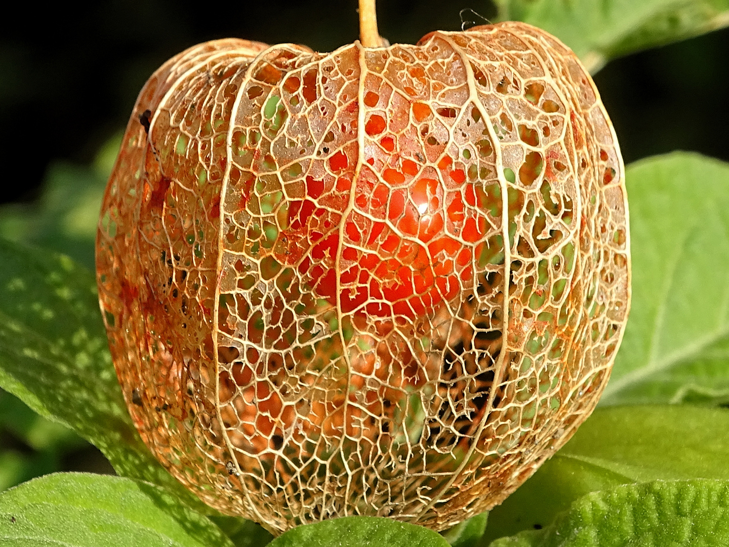 Physalis