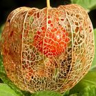 Physalis