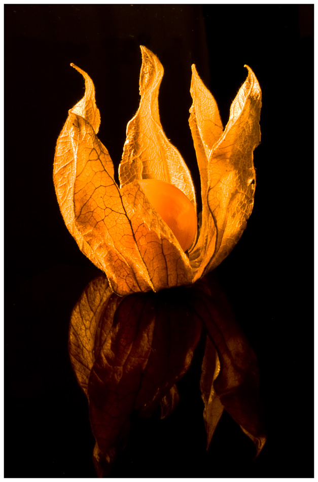 Physalis