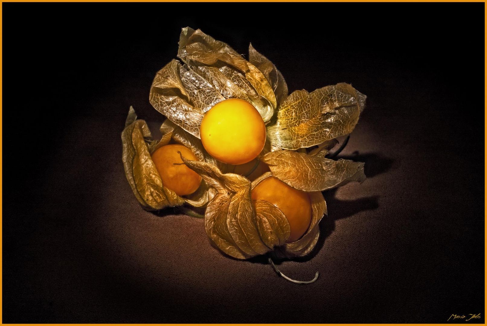 Physalis