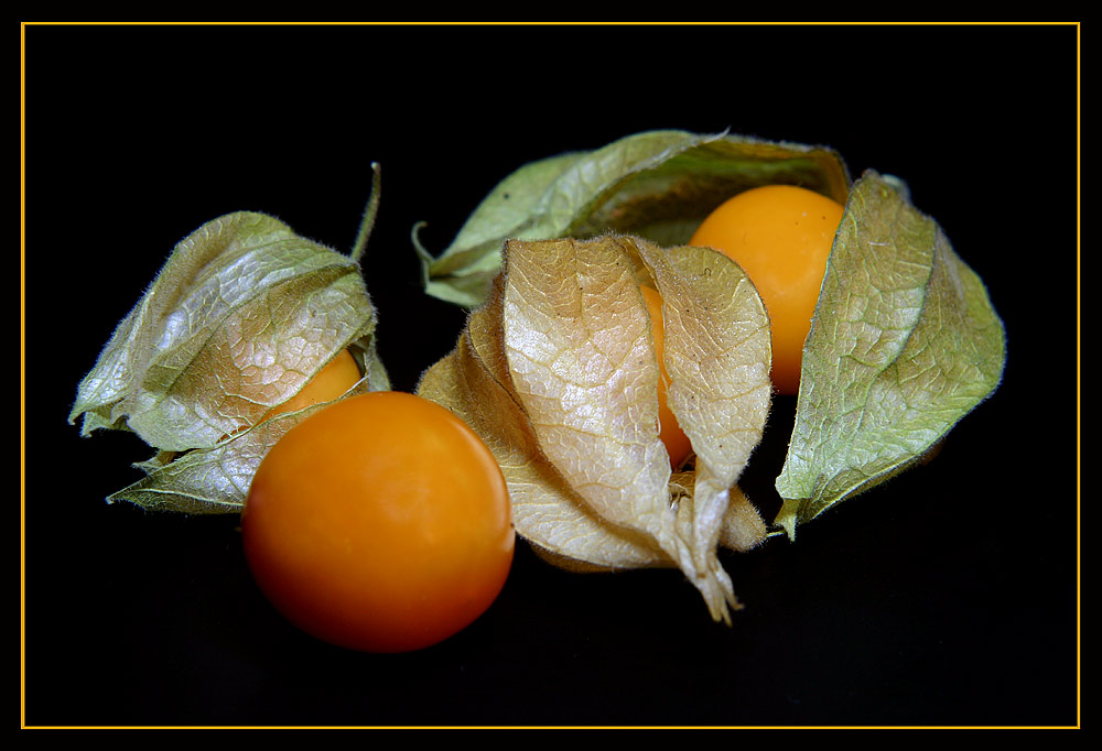 Physalis