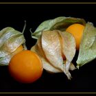 Physalis