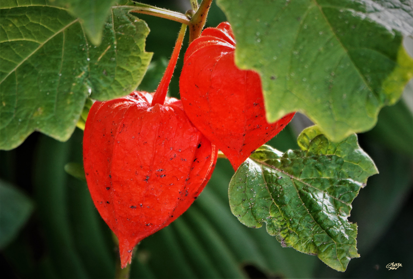 Physalis