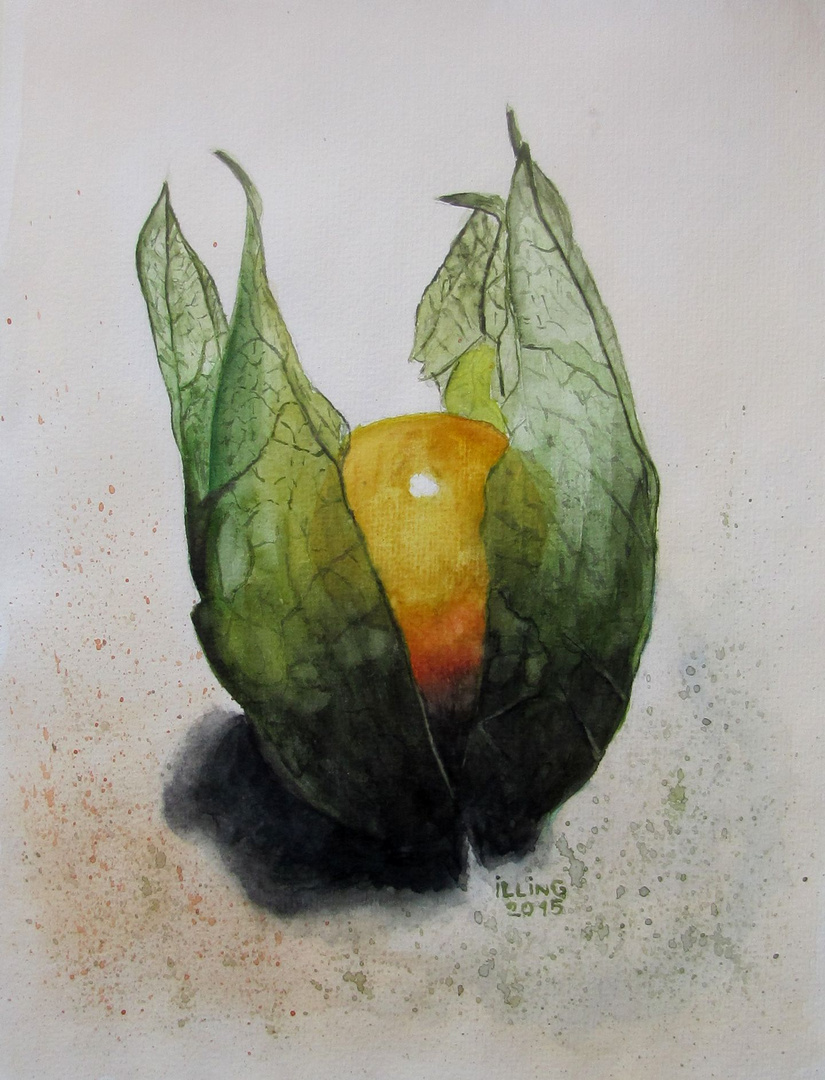 Physalis