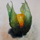 Physalis