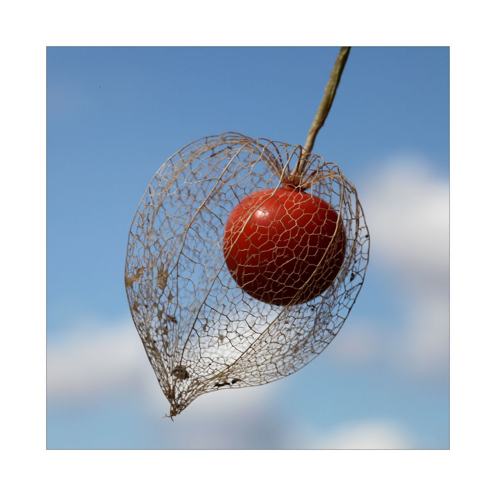 Physalis