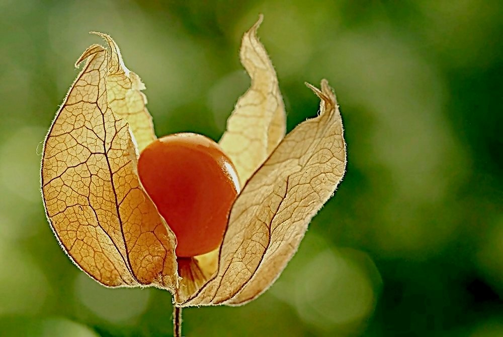 - Physalis -