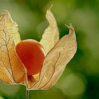 - Physalis -