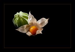 Physalis...