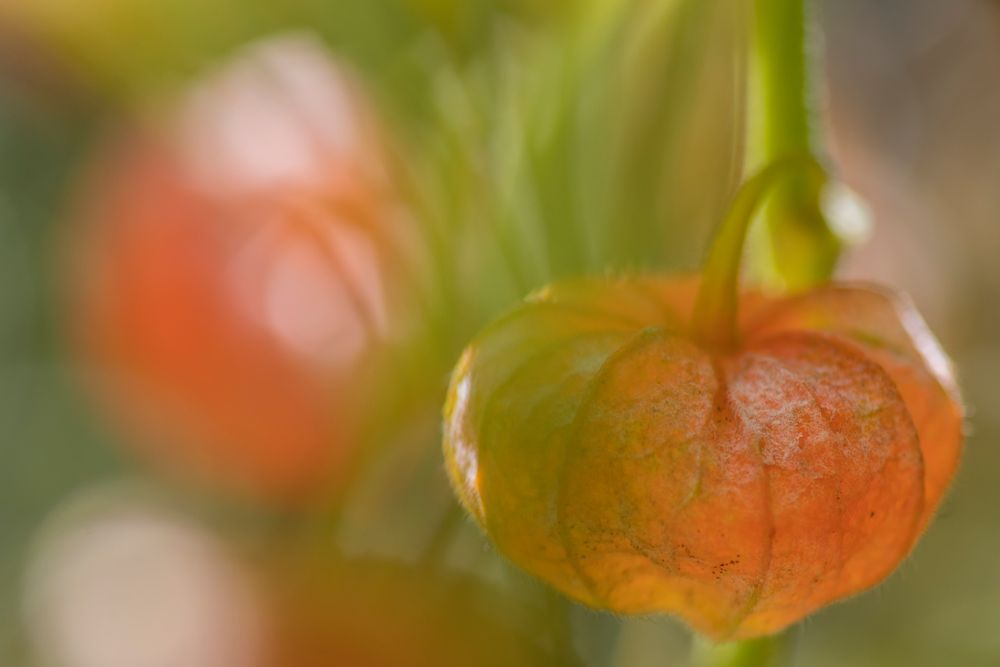 Physalis