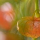 Physalis