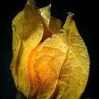 PHYSALIS