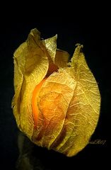 PHYSALIS