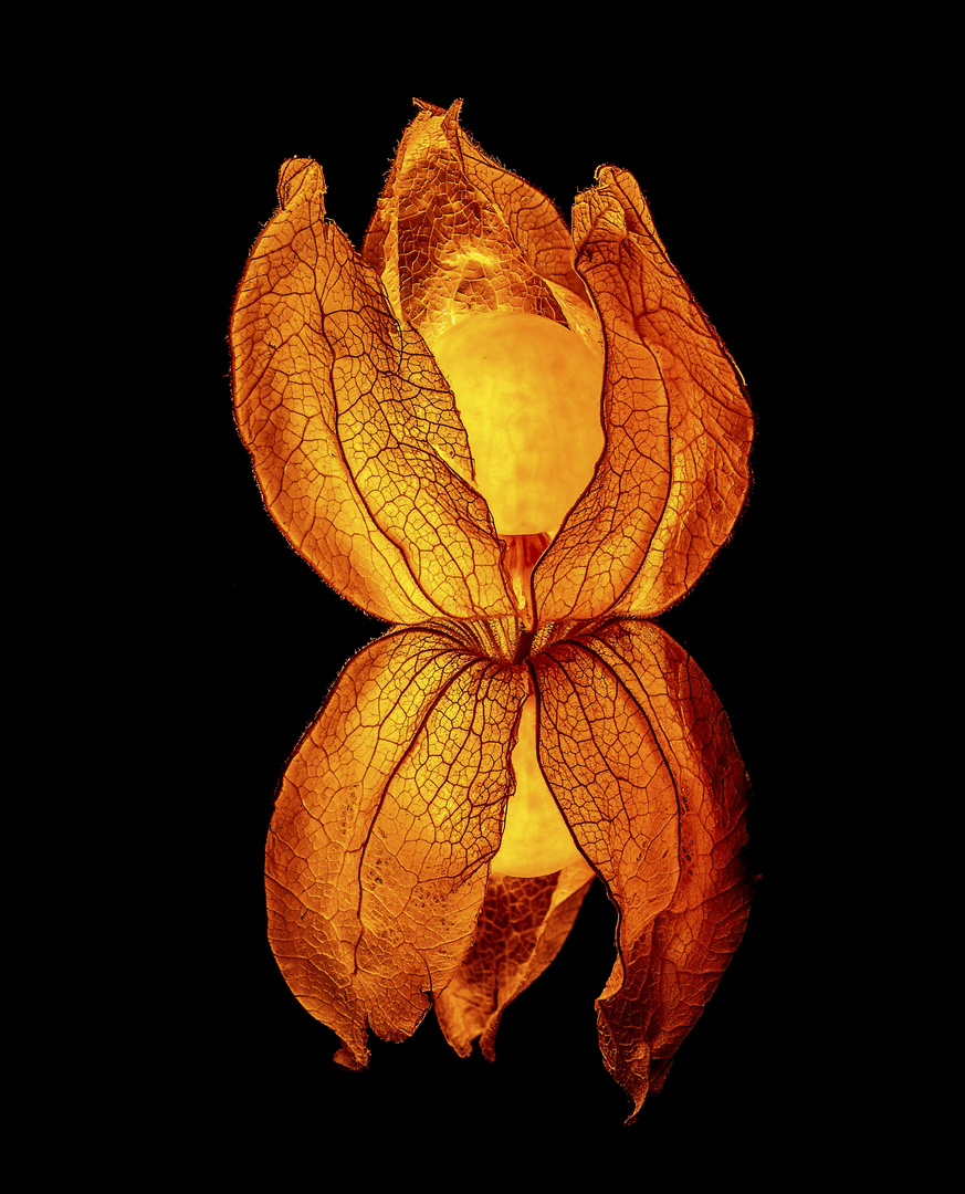 Physalis