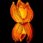 Physalis