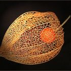 Physalis