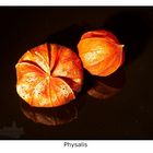 Physalis