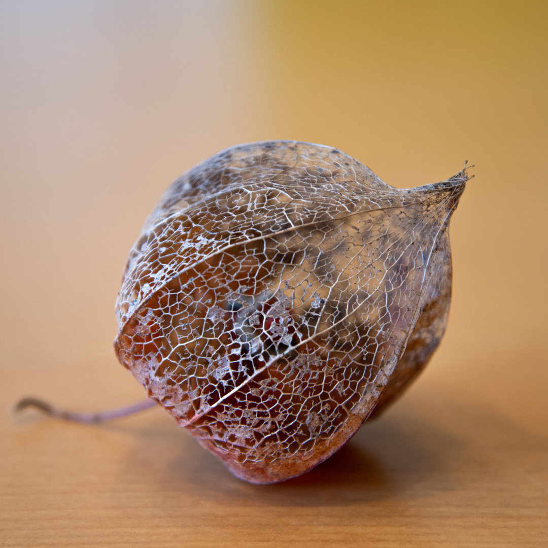 Physalis