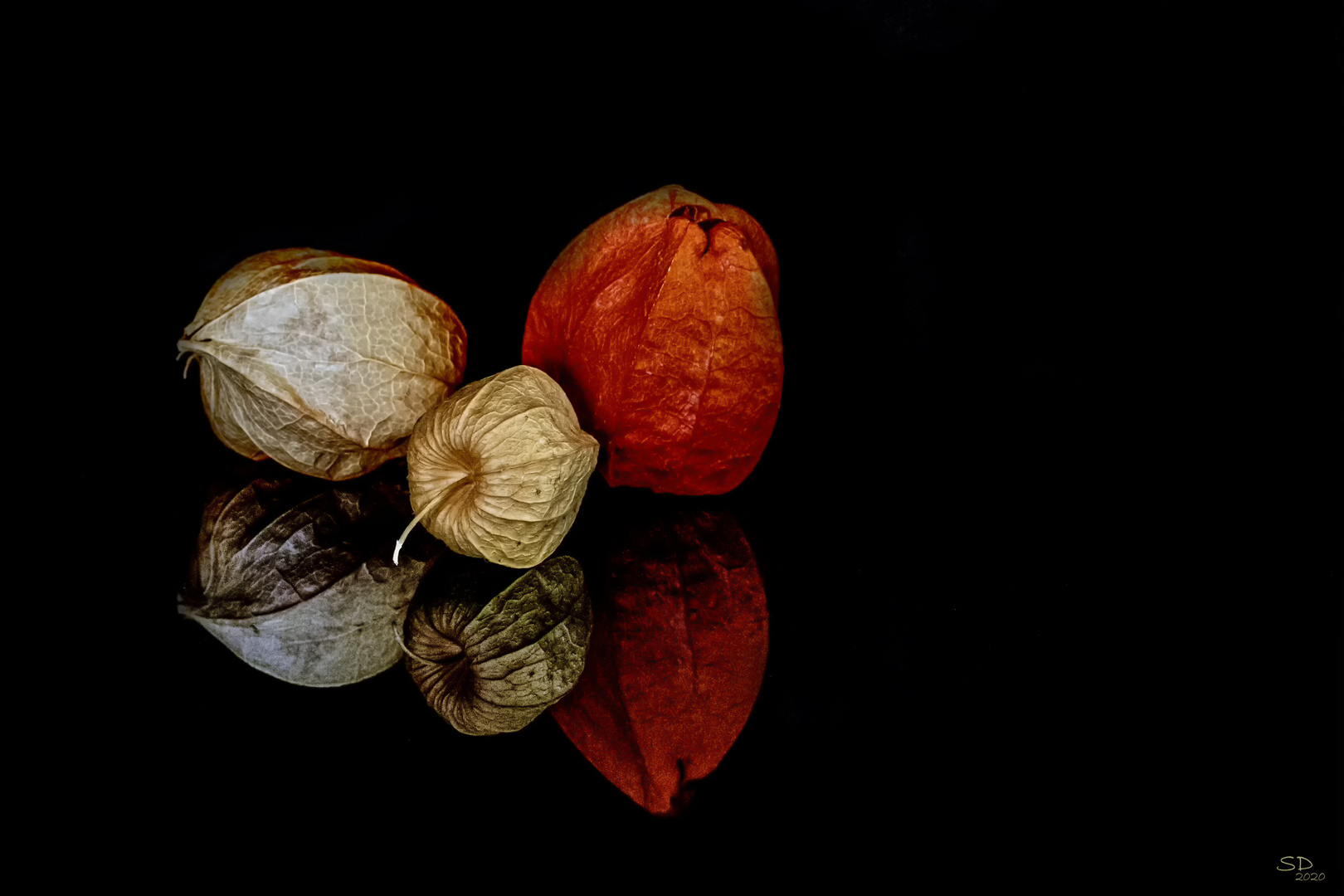 Physalis