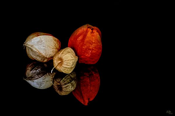 Physalis
