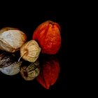 Physalis