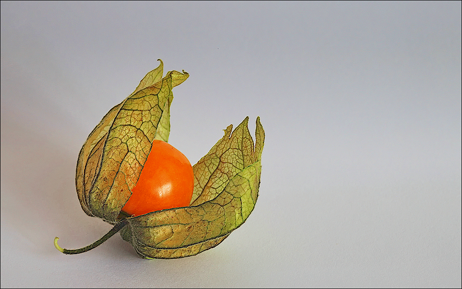 Physalis...