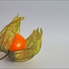 Physalis...