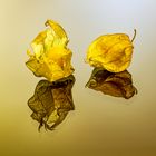 Physalis