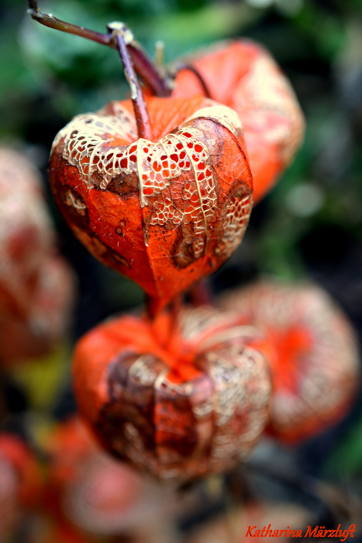 Physalis 