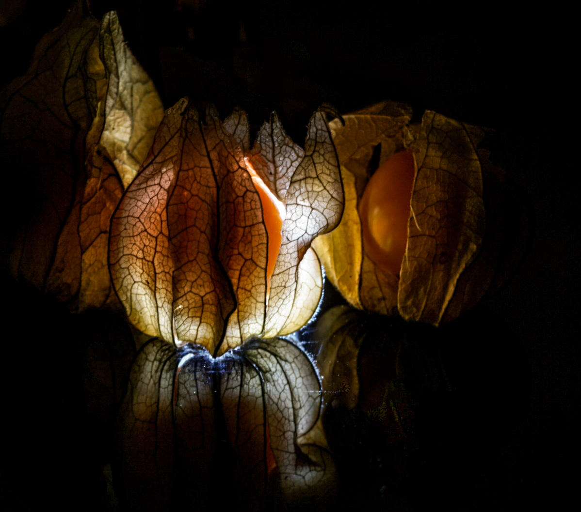 Physalis