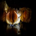 Physalis