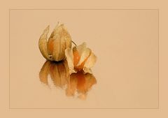 Physalis