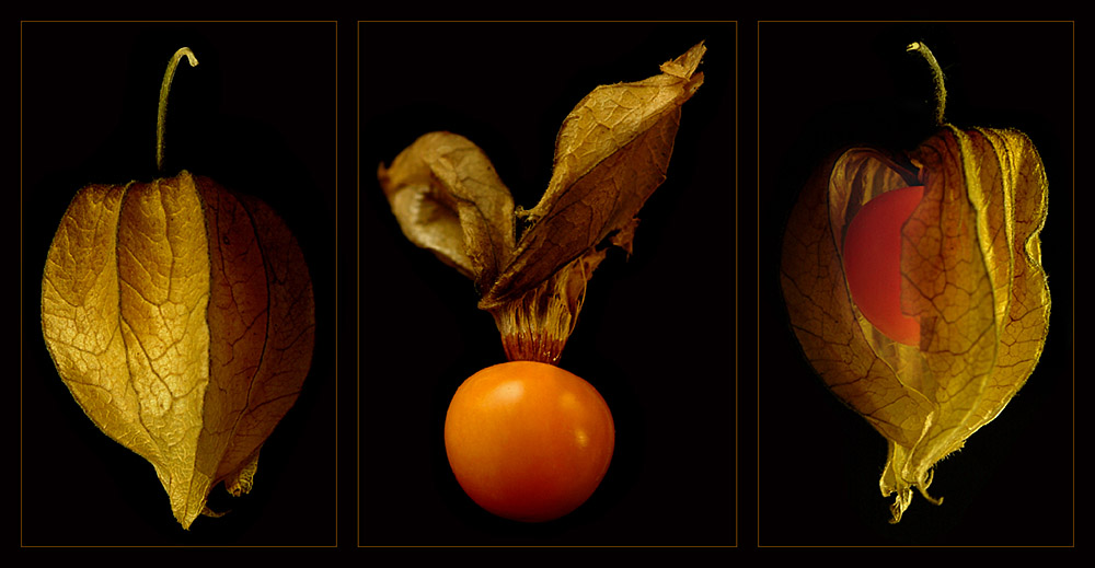 Physalis