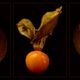 Physalis