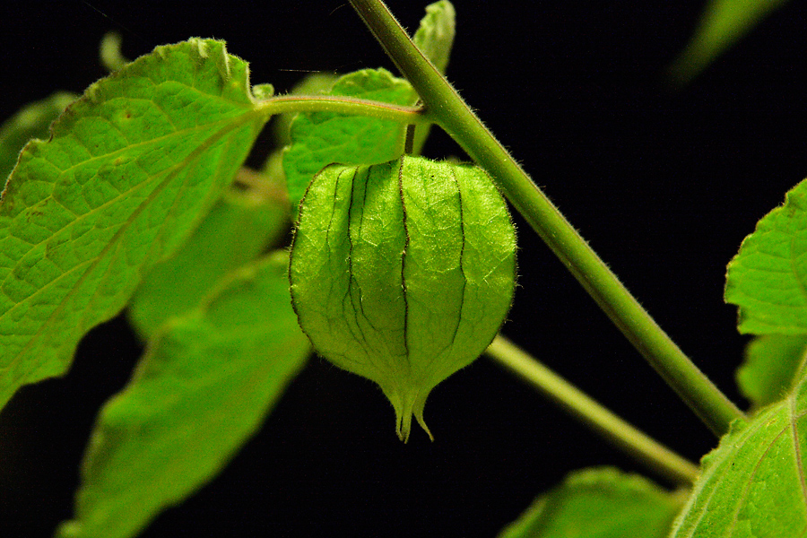 Physalis....