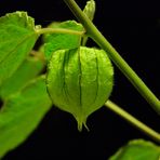 Physalis....