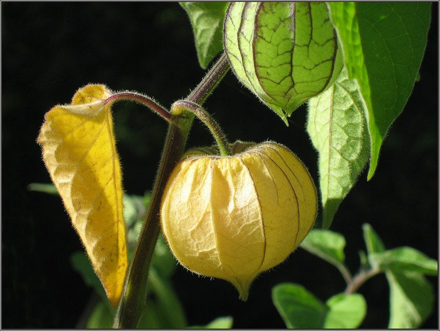 .::.: Physalis :.::.