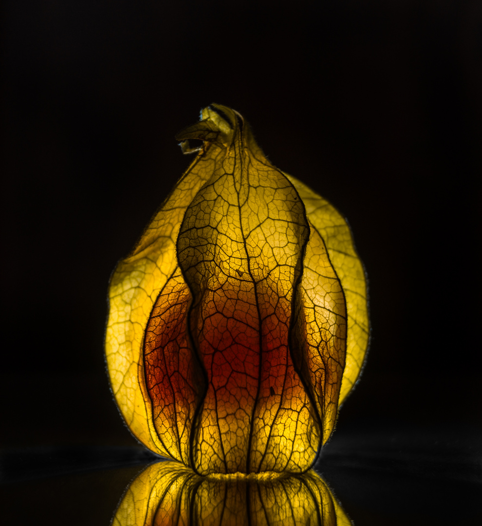 Physalis 