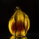 Physalis 