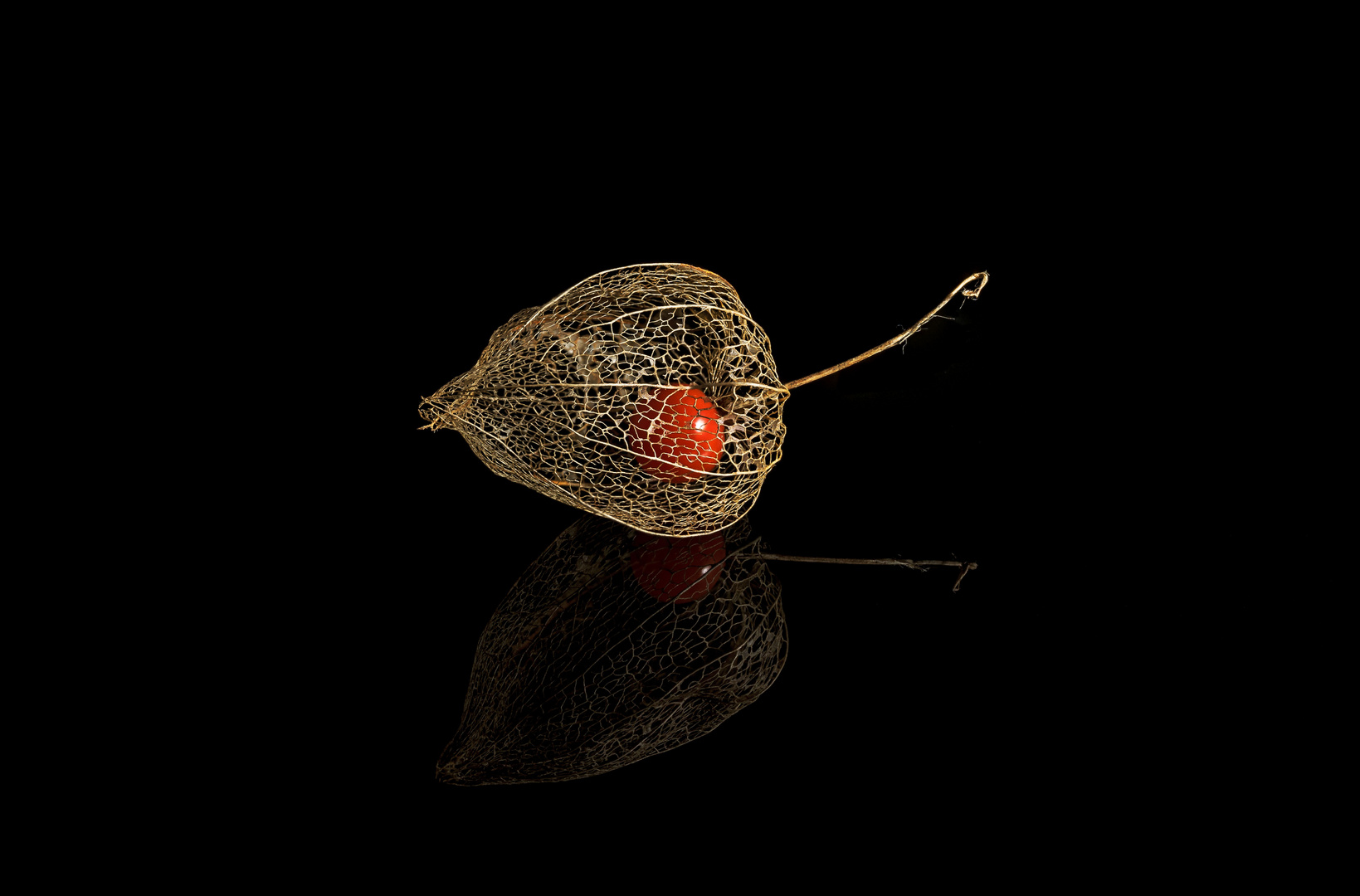 Physalis