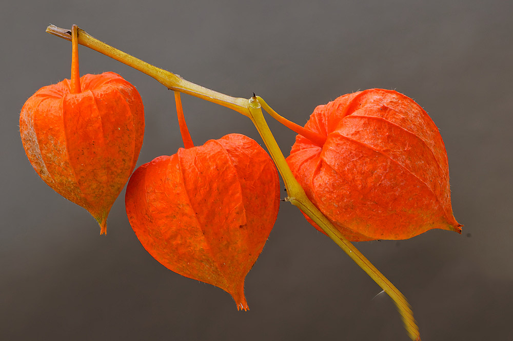 PHYSALIS