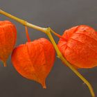 PHYSALIS