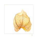 Physalis