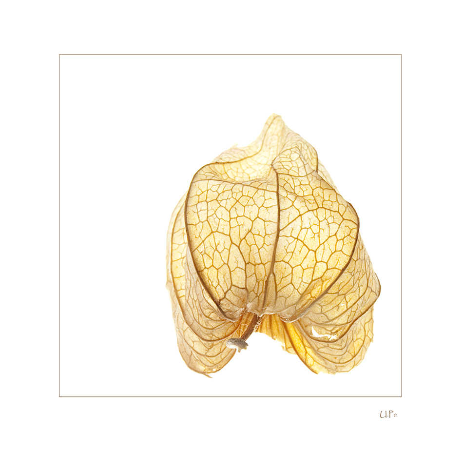 Physalis