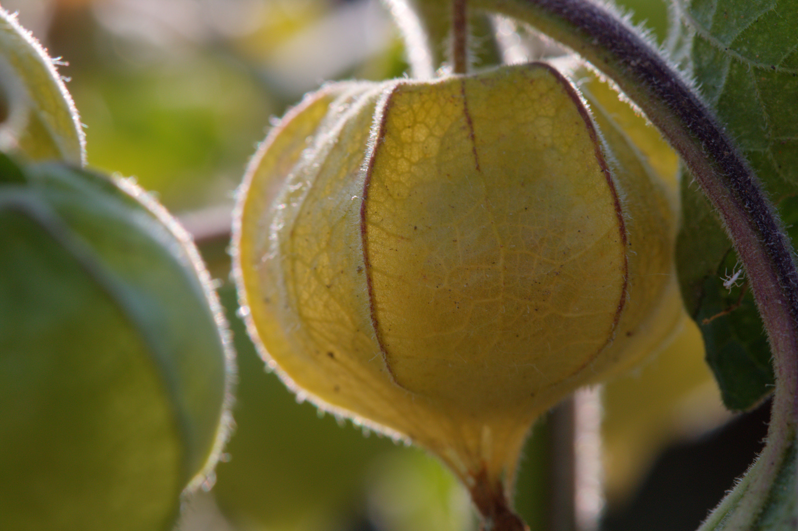 Physalis