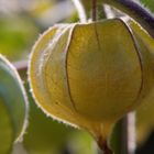 Physalis