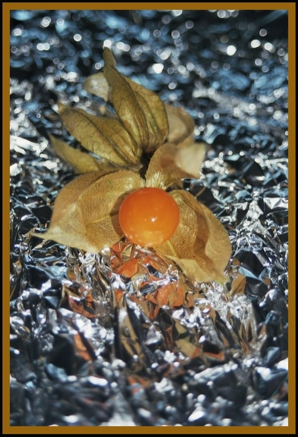 Physalis