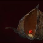 Physalis