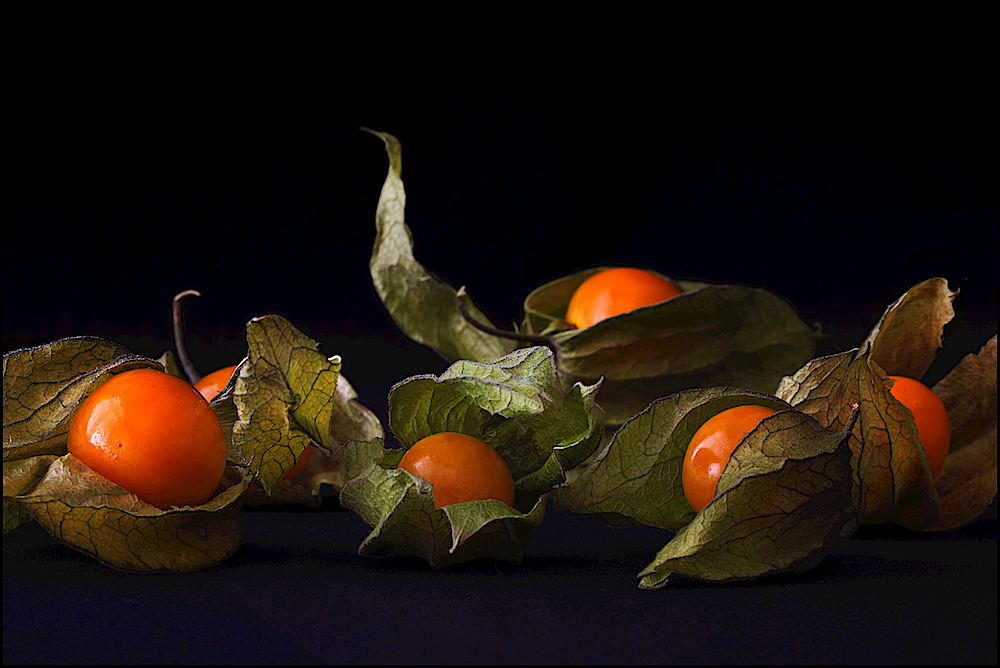 Physalis